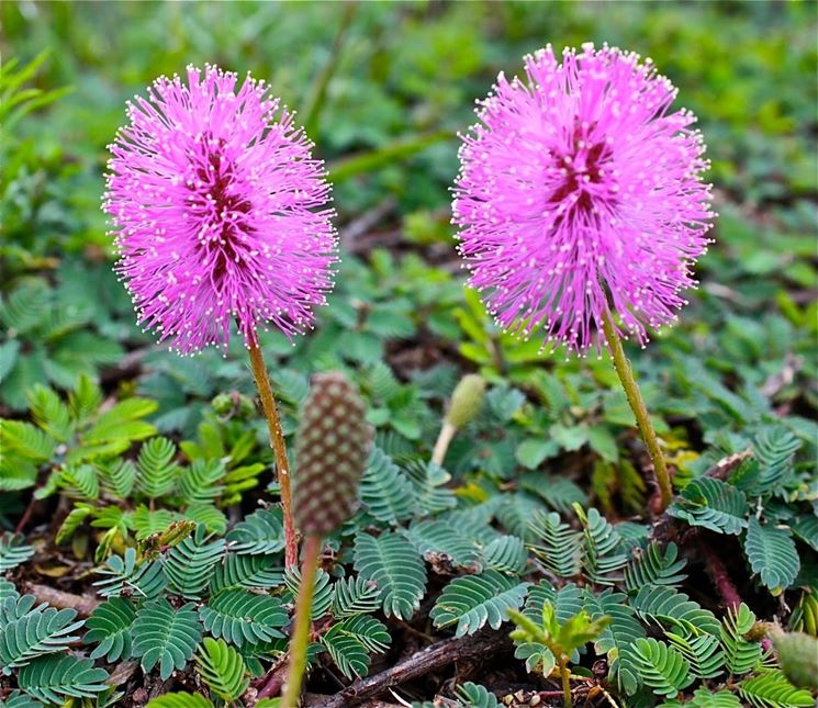 Mimosa pudica