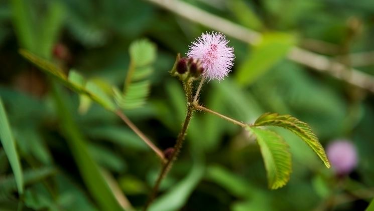 Rinvaso mimosa