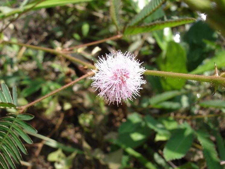 mimosa pudica