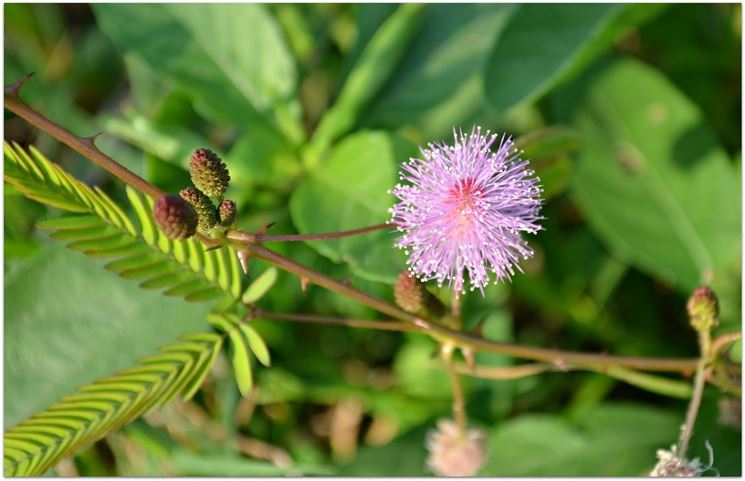 Mimosa pudica