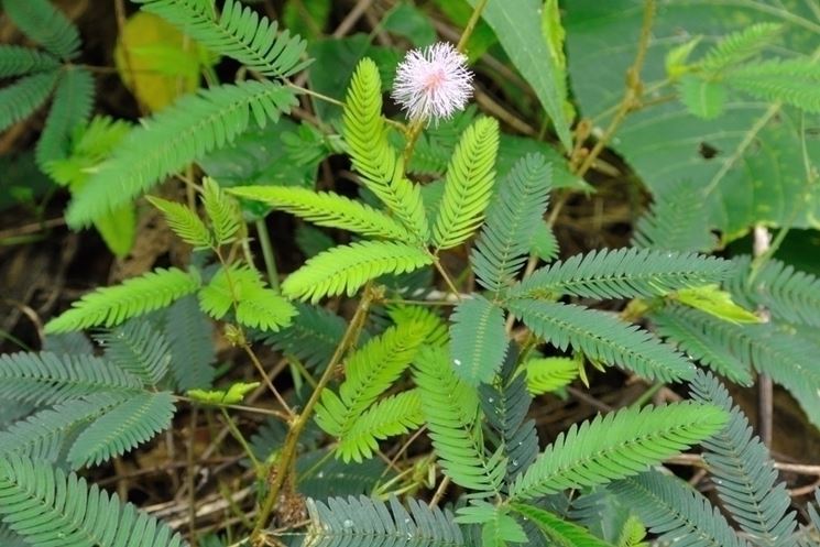 propriet mimosa pudica