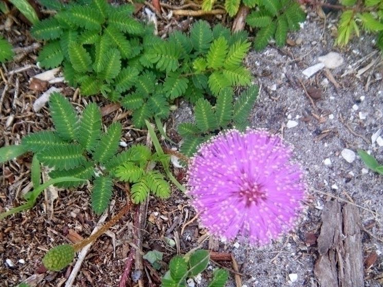 propagazione mimosa pudica