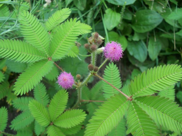 mimosa pudica