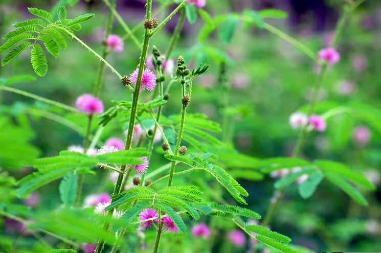 mimosa pudica