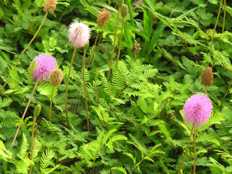 mimosa pudica