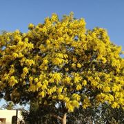 pianta di mimosa