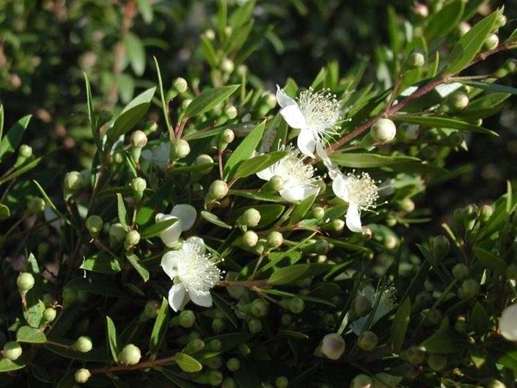 fiori di mirto