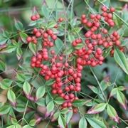 Nandina