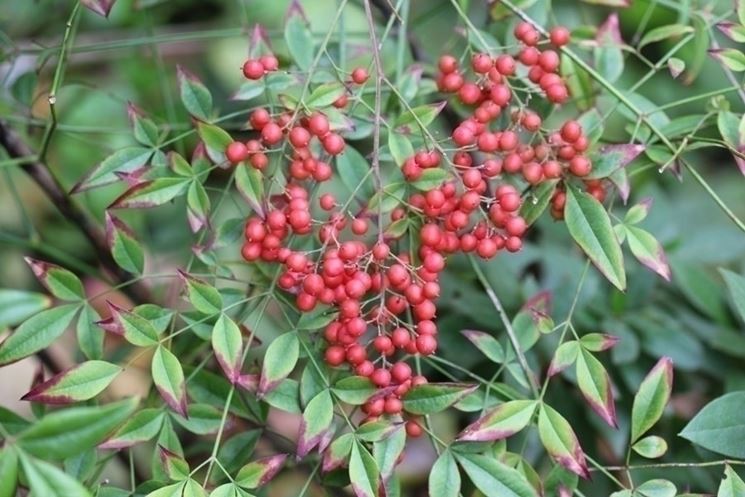 Nandina