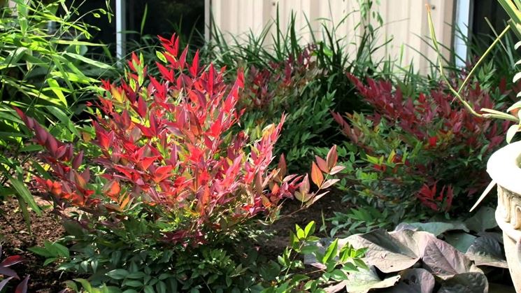 nandina domestica