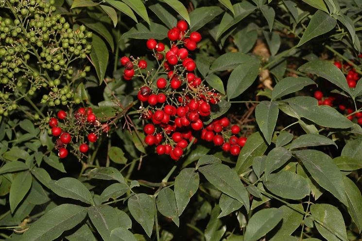 nandina