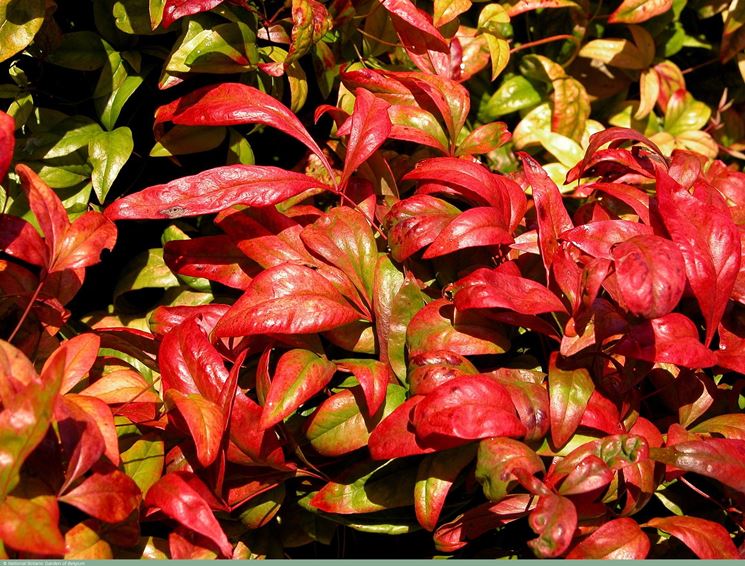 nandina