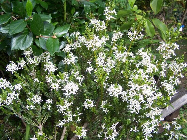Olearia
