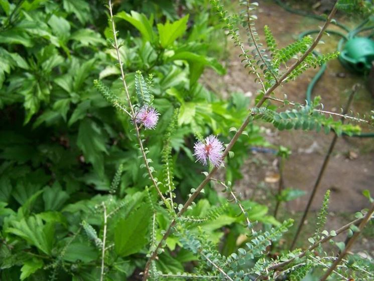olearia