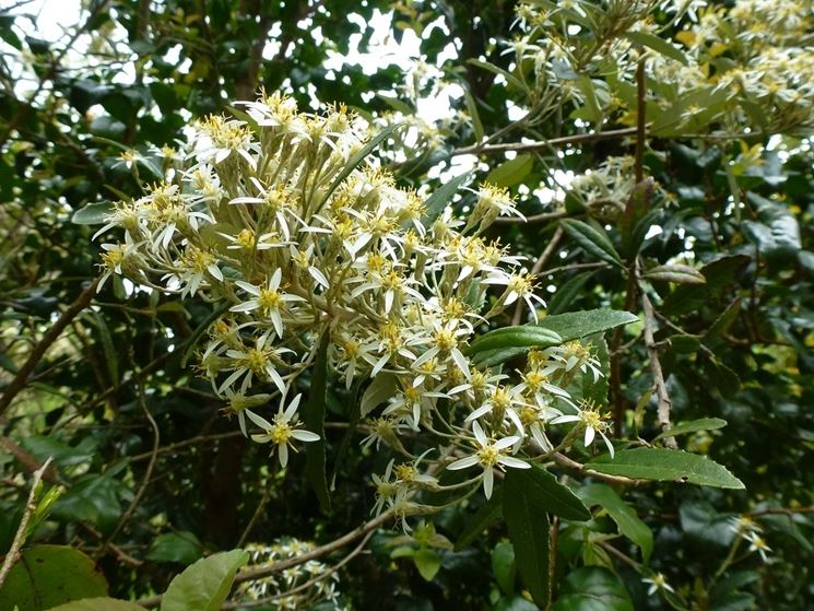 olearia erubescens