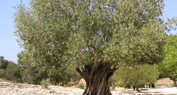 Olea Europaea (Ulivo) - Pianta Da Esterno In Vaso 19 Cm, Altezza 70-80 Cm - Ideale Per Giardino, Terrazzo, Regalo Verde