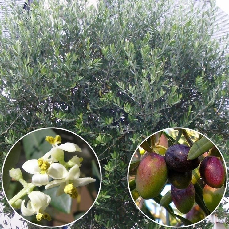 olea europea