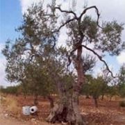 olea europea