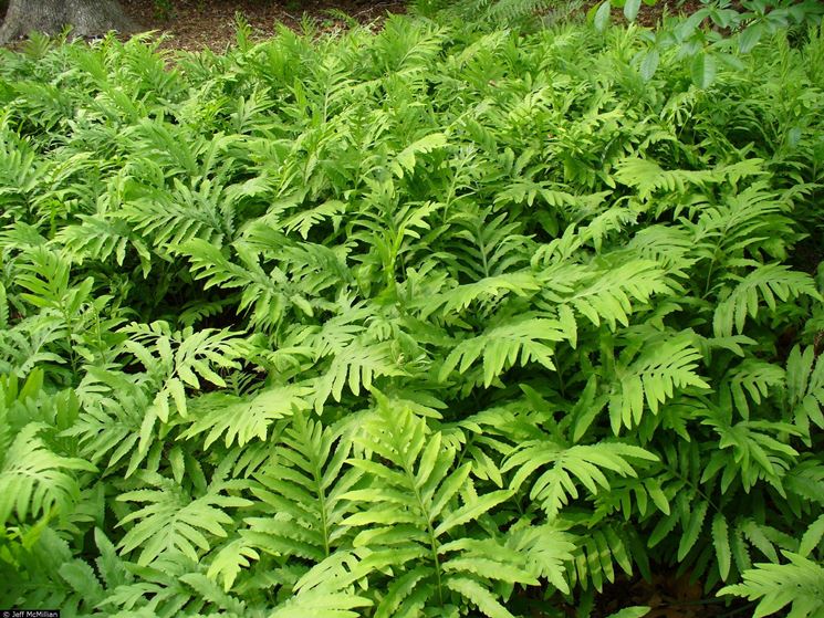 onoclea sensibilis