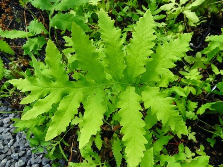 onoclea sensibilis