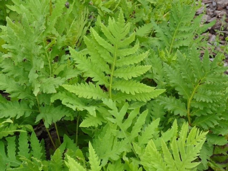 onoclea sensibilis