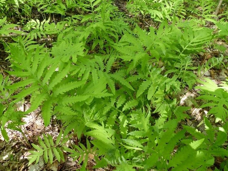 onoclea sensibilis