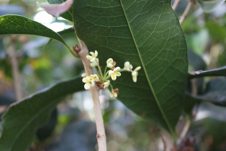 osmanthus decorus