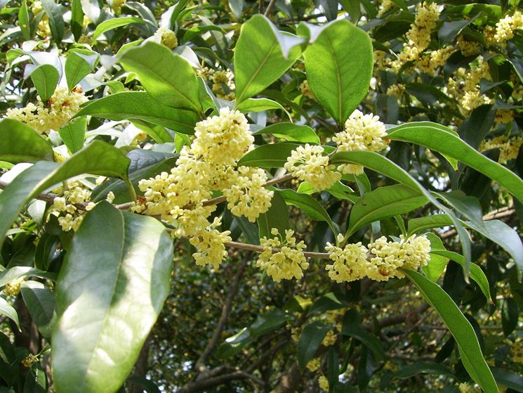 osmanthus heterophyllus goshiki