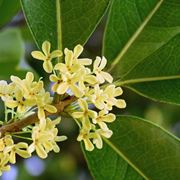 osmanthus