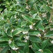 osmanthus aquifolium