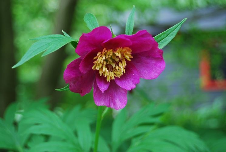 coltivare le peonie