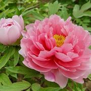 Paeonia suffruticosa