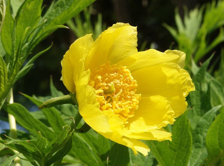 Paeonia delavayi