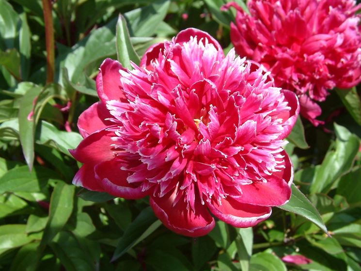 peonia rossa