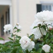 peonie bianche