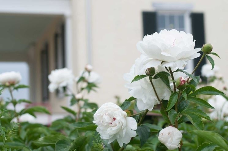 peonie bianche