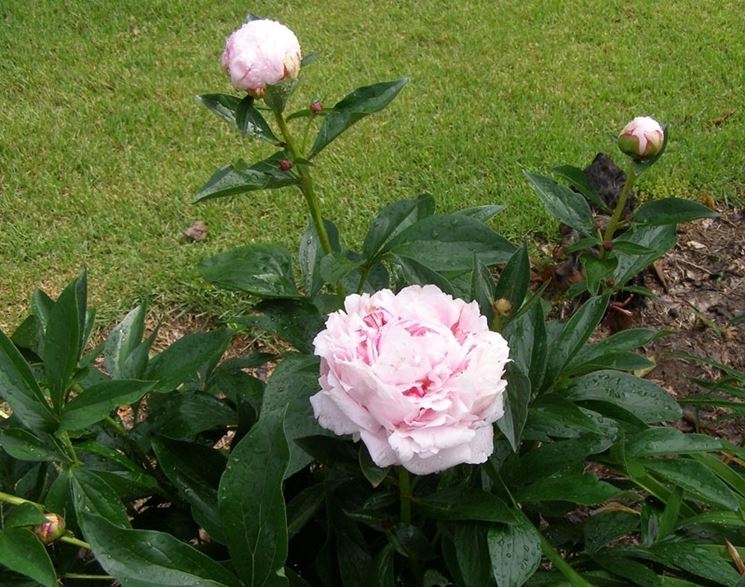 piantare le peonie