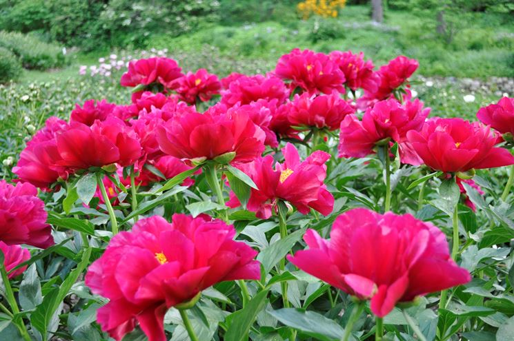 peonie fiorite