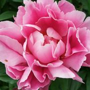 peonie bianche