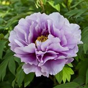 paeonia