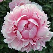 peonie periodo