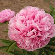 Peonie