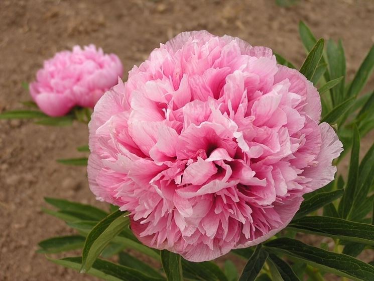 Peonie