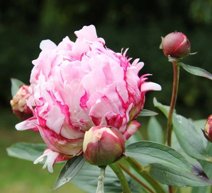 Specie di peonie