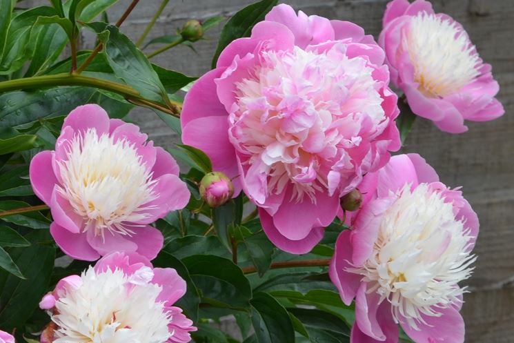 Coltivazione peonie