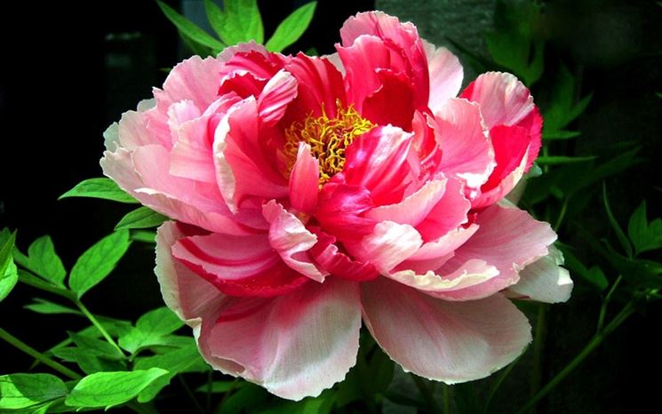 fiore di peonia