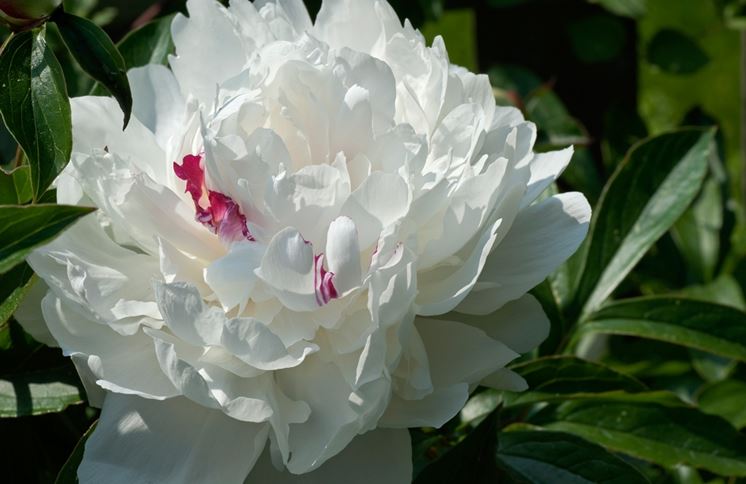 peonia bianca