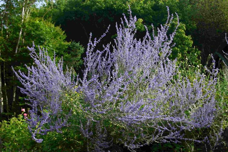 Perovskia atriplicifolia