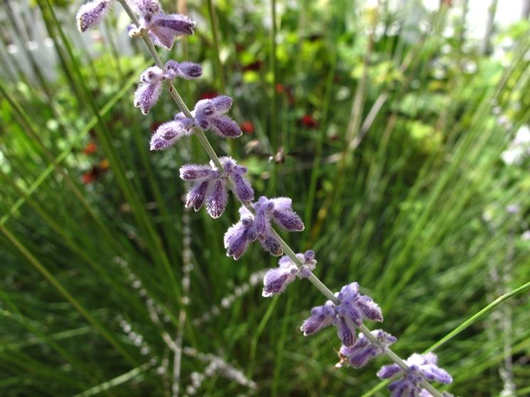 salvia russa