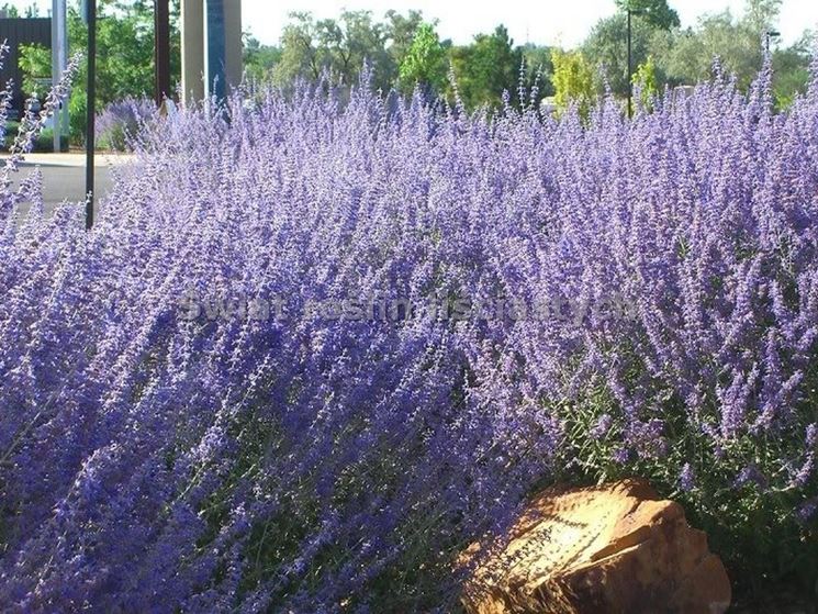 Perovskia atriplicifolia